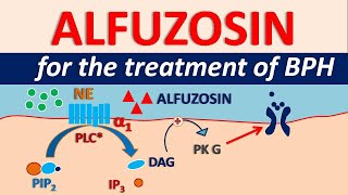 Alfuzosin HCl  Uses side effects amp precautions  For BPH [upl. by Drobman]