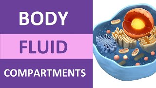 Body Fluid Compartments Intracellular Extracellular Interstitial Plasma Transcellular [upl. by Amilb]