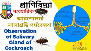 আরশোলার লালাগ্রন্থি পর্যবেক্ষণ  Salivary Gland of Cockroach  Periplaneta americana অনার্স ১ম বর্ষ [upl. by Clarette525]