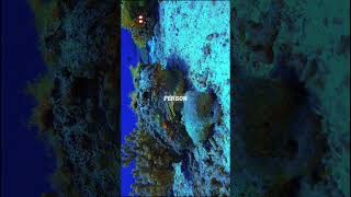 Stonefish Venom A Deadly Timebomb stonefish dangerousfish oceanlife [upl. by Gibbon]