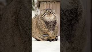 Facts about Pallas Cat ‼️😱 pallascat [upl. by Nwotna507]