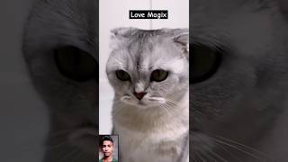 Black Magic 🪄 by Petkit Pura Max cat cats [upl. by Elletnuahs]