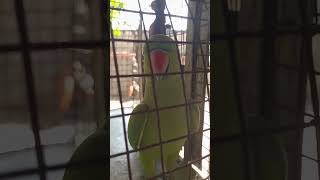 Cute parrot [upl. by Nawuq]