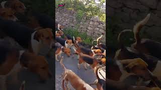 Beagle Brigade Epic Fox Hunt Return of 100 Hounds [upl. by Conan420]