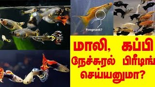 Molly fish and guppy fish Natural breeding Tamil [upl. by Carbrey]