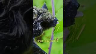 Come salvare un Pipistrello CuraDeiPipistrello ConservazioneSelvaggia AnimaliSelvatici [upl. by Ahsenik]