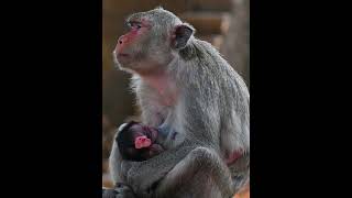 Lovable newly baby monkey animals [upl. by Bonis]