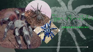 Uncover the types of tarantula tarantula exotic spneeo [upl. by Alben759]