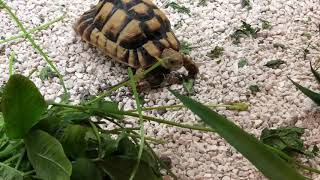 Egyptian Tortoises Habitat Adult female Egyptian Tortoise for sale taking a stroll at Tortoise town [upl. by Alleciram372]