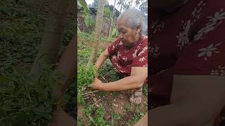 mbah uti mau numis rumput short panen rumputhias [upl. by Okier]