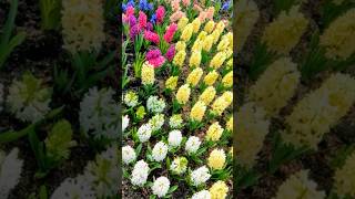 Hyacinthus orientalis 風信子 hyacinthus bulbs 花語 plant [upl. by Clute]