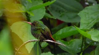 CANTO DEL COLIBRI AMAZILIA COLIRRUFA  RUFOUSTAILED HUMMINGBIRD [upl. by Neeloj215]