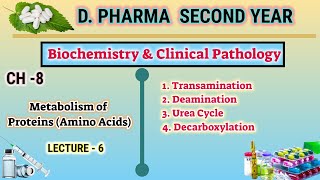 Protein metabolism  CH8  L6  Biochemistry Amino acid metabolism  DPharm second year [upl. by Meridith921]