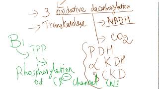 Coenzyme role of B1 Thiamine [upl. by Alistair]