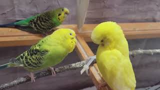 11 Hr Help Quiet Parakeets Sing by Playing This Cute Budgies Chirping Reduce Stress of lonely Bird [upl. by Adraynek]