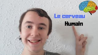 Le cerveau HumainðŸ§ [upl. by Venetia]