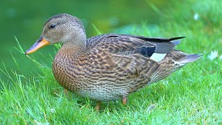 Gadwall Duck Ducklings Foraging 4K [upl. by Paddie67]