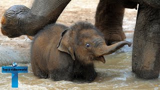 Top 60 Most Funny And Cute Baby Elephant Videos Compilation 2 [upl. by Solis]