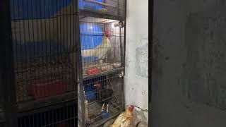 Aseel lovers hen farming petvlog [upl. by Ifill]