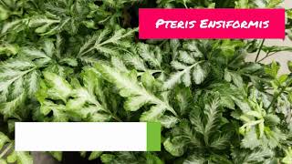 Pteris Ensiformis Fern  Pteris Ensiformis Tips amp Tricks  Pteris Ensiformis Care [upl. by Hannad]