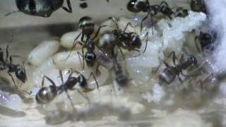 Formica cinerea colony HD [upl. by Esinnej477]