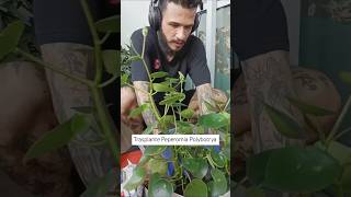 Trasplantando mi Peperomia Polybotrya 🌱plantadeinterior plantlover cuidadodeplantas peperomia [upl. by Dlaregztif994]