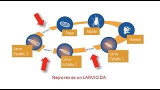 NEPOREX  Larvicida para el control de moscas en instalaciones porcinas [upl. by Palecek]