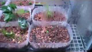 Aquarium plants [upl. by Eicak]