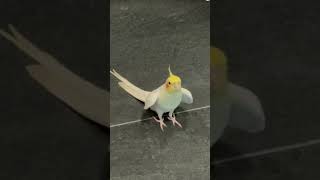 Cocktail birds taking sound and song cocktail birds taking song sound viralvideo viralshort [upl. by Charisse527]