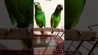 Orange winged amazon parrot cutebirds cutepets birds shortvideo [upl. by Lecirg]