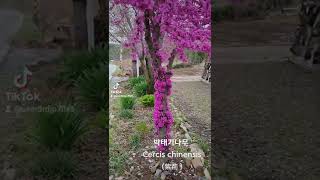 박태기나무 Cercis chinensis 紫荊 [upl. by Toole]