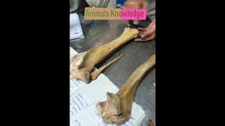 Tibia and Fibula of Horse Ox amp Dog Anatomoy Series5 by Dr Murtaza Khalil ANIMALS KNOWLEDGE [upl. by Navada]