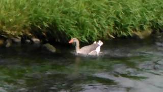 Embden goose on the river penk very loud [upl. by Aciretnahs]