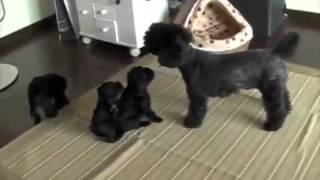 Toy Poodle Puppies Playing [upl. by Annayar28]