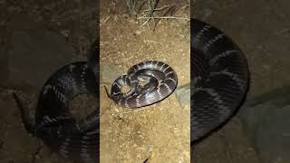 common krait snake [upl. by Shulock]