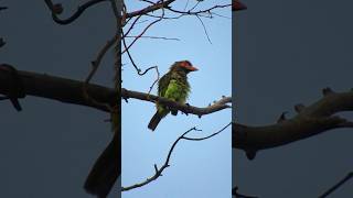 BrownHeaded Barbet’s Grooming Time 🦜🪶 youtubeshorts nature shorts [upl. by Duck936]