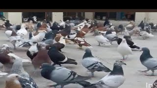 Fancy Pigeon  King  The King OF Pigeon Kabootar pigeons 🕊️🕊️🕊️🔝 [upl. by Stein]