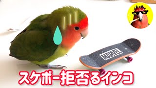 スケボーを拒否するインコ【CHOIWARUINKO】コザクラインコ [upl. by Nirb464]