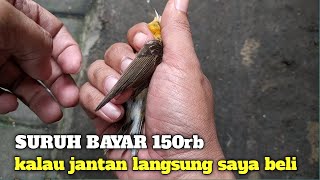 PEDAGANG NGEYEL NGAKU INI JANTAN [upl. by Nahsor12]