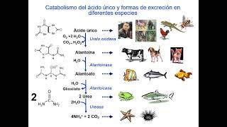 Metabolismo nucleótidos bioquímica [upl. by Innob]