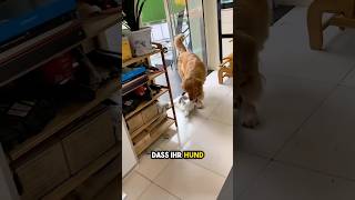 Hund schleppt Katze Um HILFE [upl. by Husein72]