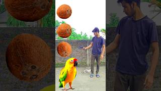 Rounding coconut to Duck Peacock Pigeon amp Parrot  Birds names magic video [upl. by Aciamaj]