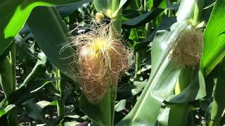 Corn Silking  a close up look at how corn kernels are formed  complete version [upl. by Ongineb]