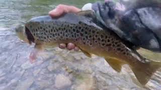 Early Morning Creek Fishing For Trout Bushkill Creek Pa [upl. by Alwin740]