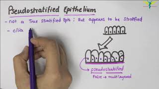 Pseudostratified Epithelium  Type  Function  Location [upl. by Goles]