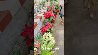 poinsettia plant care Lals Food World short [upl. by Yztim134]