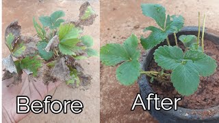 How to revive a dying strawberry plant [upl. by Hotze]