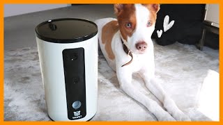 Best 2020 Pet Product  Wopet Smart Pet Camera Review [upl. by Mairhpe96]