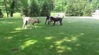 Anatolians Great Dane puppy Giant Standard Poodle running [upl. by Stelle]