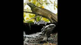 Philippine Sailfin Lizard vs Tuatara philippinesailfinlizard tuatara [upl. by Rasla]